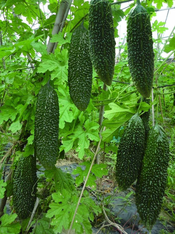 養顏優質黑苦瓜種子