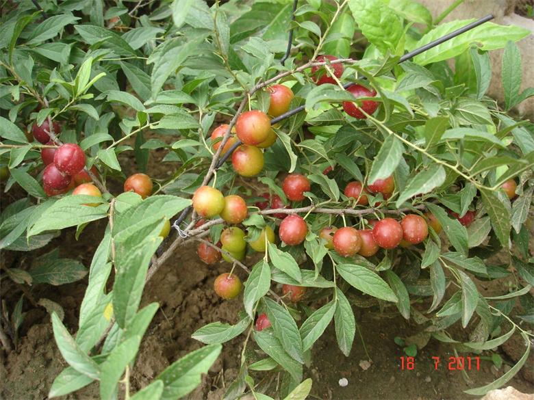 鈣果6號種苗濟南批發