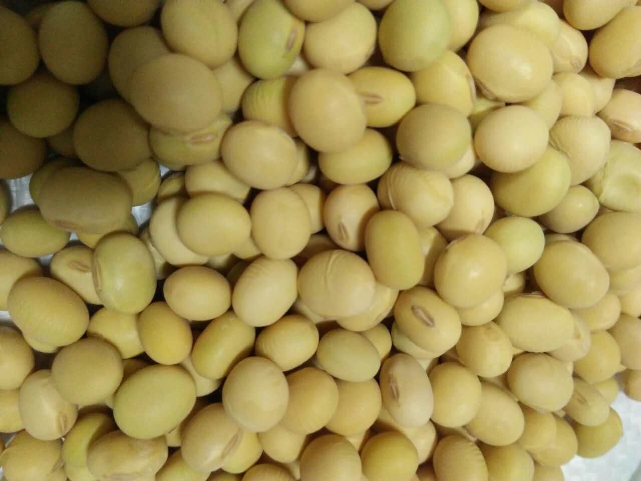 超高產|巨粒大豆種子