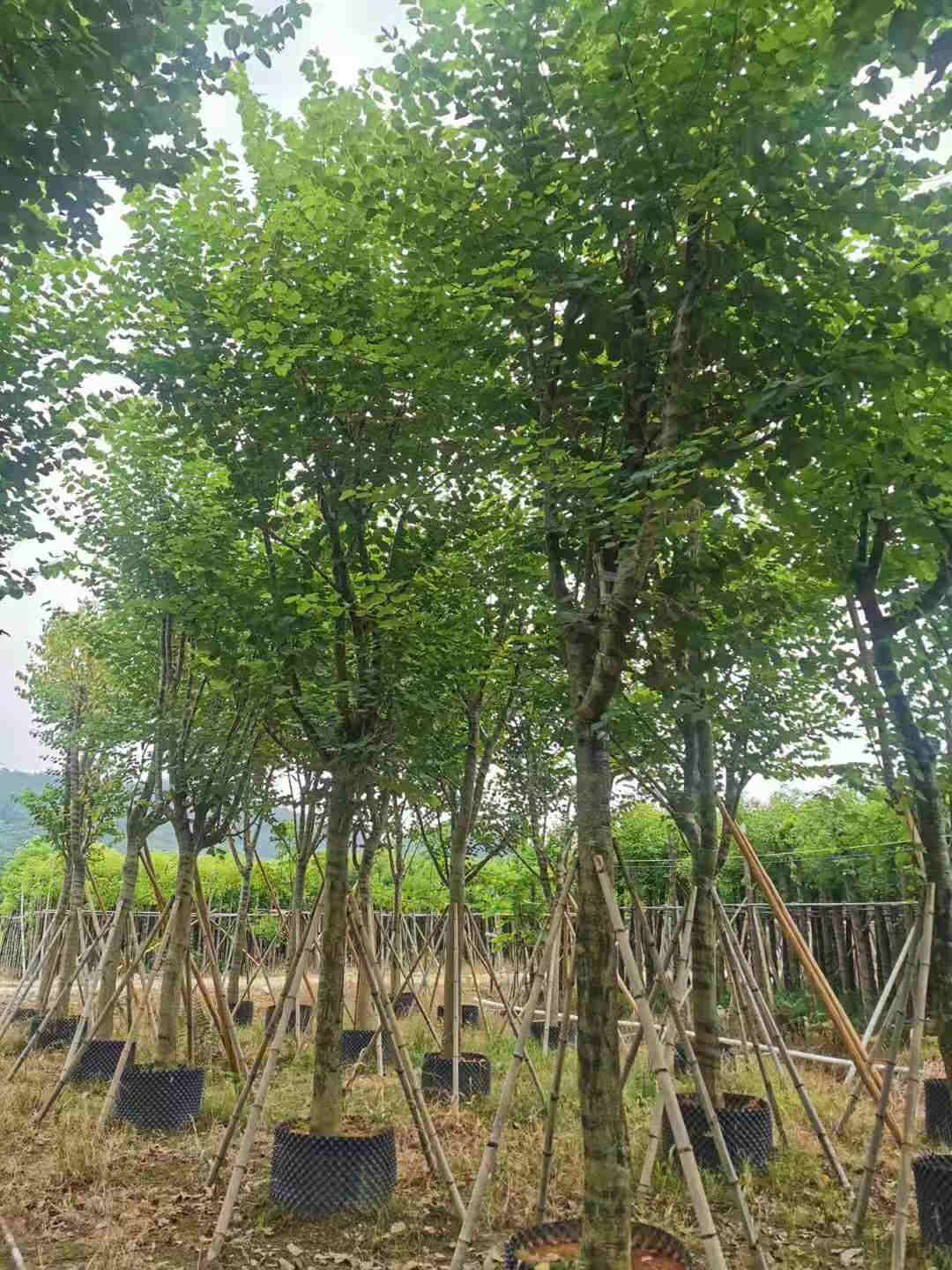 普寧宮粉紫荊袋苗產地_宮粉紫荊袋苗供應商