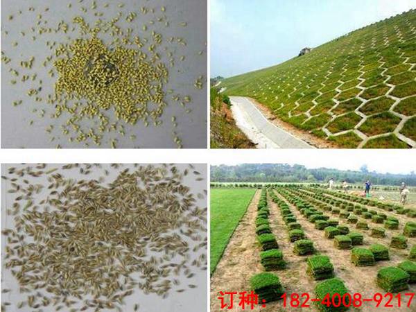 馬蹄金種子價格_高羊茅種子廠商批發