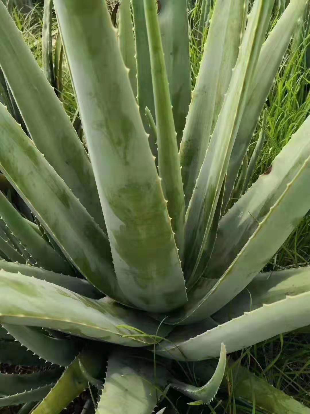 供應批發庫拉索蘆薈美容院蘆薈灌膚膠質黏稠
