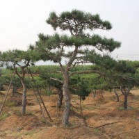 造型油松如何調整造型的